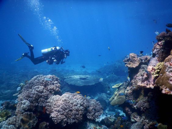 Three Best Dive Sites in Bali for Deep Diving - Newbalancestoreinc