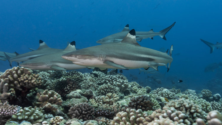 The Whitetip Reef Sharks at Diving in Komodo