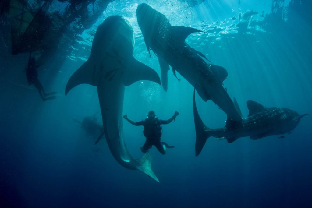 Shark when diving in Komodo