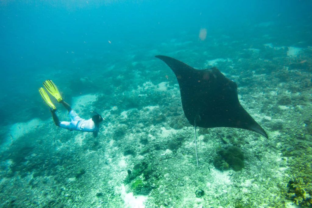 dive with manta on Labuan Bajo tour